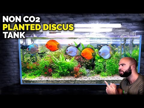 Aquascape Tutorial: Non co2 4ft Discus Aquarium (How To: Full Step By Step Guide, Planted Tank)
