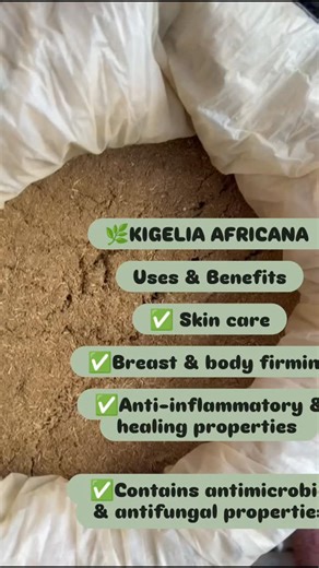 Tnherbals on Instagram: "Kigelia africana ::- Commonly known as the Sausage Tree ,it is a remarkable African medicinal plant with many traditional and modern uses.... Kigelia africana( Sausage tree ,named for its large, sausage-shaped fruits) Parts used: Fruit, bark, leaves, roots 🌿Uses & Benefits ✅Used in herbal skincare for firming and toning the skin, reducing acne, treating eczema, and improving complexion. Extracts are often included in creams for anti-aging and skin elasticity. ✅It is use