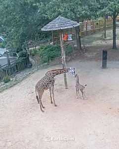 196K views · 6.8K reactions | Meet Kendi! 漣  More than 6,000 fans helped choose the perfect name for Greenville Zoo's newest giraffe calf, and now you can watch him grow live on EarthCam. Kendi means “loved one” in Swahili  Watch him live: Giraffe Cam Barn: https://bit.ly/3ZnI3xz Giraffe Cam Paddock: https://bit.ly/4o6y6Sh | EarthCam | Facebook