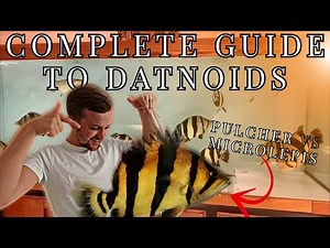 DATNOIDS | THE TIGER FISH - COMPLETE GUIDE
