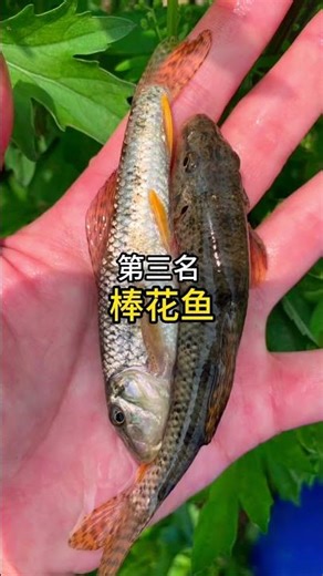 Five types of cold-water fish that beginners can keep alive #LuWei #BeginnerFishkeeping #ColdWate...