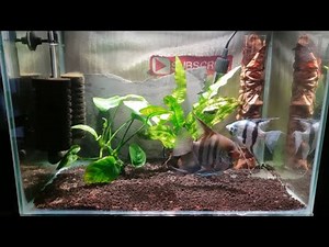 HOW TO BREED ANGELFISH PART 1