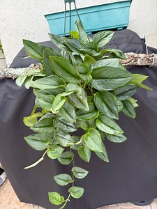 Moonlight Trebuii Scindapsus | Satin Silver Pothos | LIVE House Plant | Nodes, Unrooted & Rooted Cuttings for Propagation! - Etsy