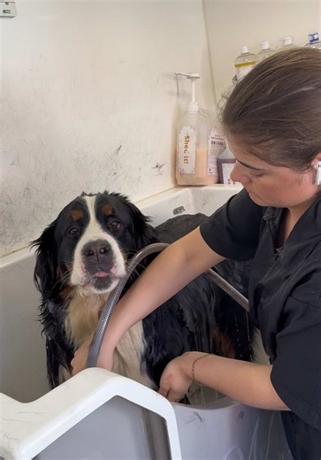 Grooming Tips for Bernese Mountain Dogs: Step-by-Step Guide