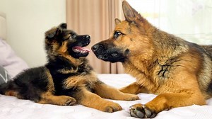 German Shepherd and Puppy Play Together for the First Time