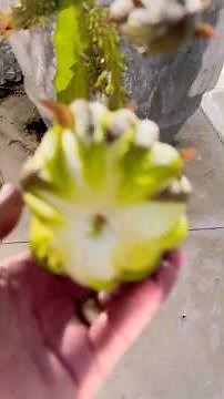 Flower of the Colombian Yellow Pitaya and many shoots forming a crown. #cactus #pitaya #succulents