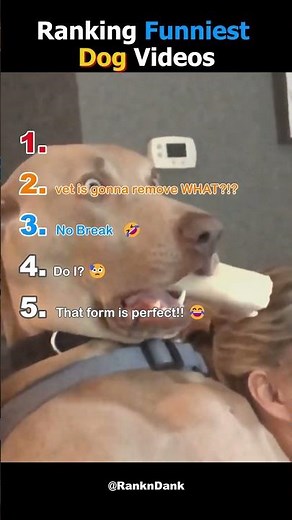 Top 5 Funniest Dog Moments Ranked!