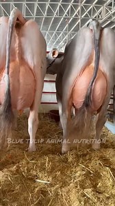 Brown swiss Cows #kashmirDiary #viralreels #fblifestylechallenge #FarmersMarketVibes #morehealth #MoreMilk #coworking #USA #UKVibes #CanadaLife #petadoption #topbreedcows #kashmirDiary #GlobalFarming #MoreMilk #girlandadoodle #girolandobrasil #jersey #holstein #AussieFarmers #FarmingInUSA #AnimalNutrition #TopBreedCows #ViralReels #DailyReels #FarmLife #GlobalFarming #agricultureworld #viral #reels | Blue Tulip Animal Nutrition