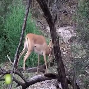 43K views · 472 reactions | The battle for survival - Cheetah Vs Deer #AmazingAnimals #Animals #WorldAnimalDay Join us to get more information: Amazing Animals | Animals Kingdom | Facebook