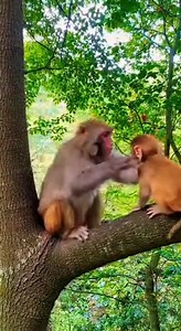 Crazy wild monkey having a blast! #MonkeyEnergy #MonkeyMadness #WildMonkey #NaturalSound #FunnyMonkey #CrazyMonkey #AnimalComedy | Monkeys Rescue