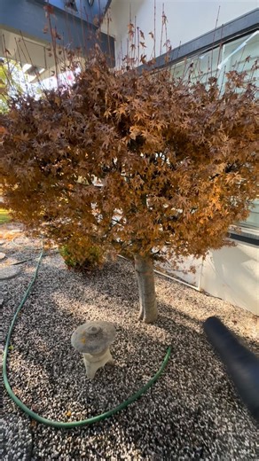 David Garcia on Instagram: "Getting tired of leaves falling slowly and having to clean them up week after week? 🍂 Pro Tip: Use your leaf blower to clear out loose leaves before they pile up. Less mess, fewer cleanups—you’ll thank me later. #protip #gardenerlife #gardener #leaves #cleanup #sanjose"