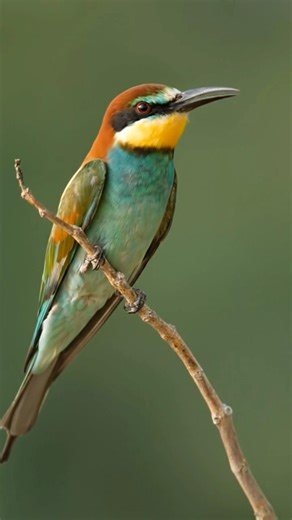 European Bee-eater in Action 🐦🔥 | Colorful Bird Catching Bees