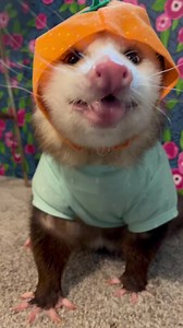 Adorable Possum Eating Orange 🍊