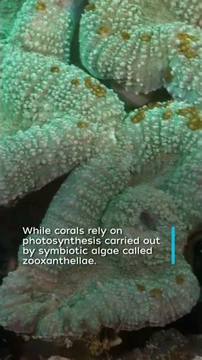Corals: Animal, Vegetable or Mineral?