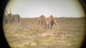 At this time of the year one starts seeing the Eland bulls preparing for the rut. Eland rut earlier than any of our other game with most bulls moving into the cows around Christmas and sticking around as long as late March whereafter they start moving off as bachelors once again. The brute strength and raw power on display is quite incredible at the best of times… #theeastcapeexperience #capeeland #craigboddingtonendorsedoutfitter @boddingtonendorsedoutfitters | John X Safaris
