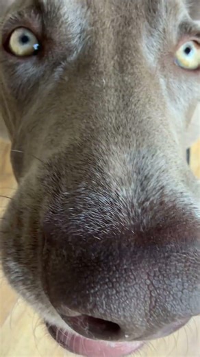 🚫Peligro🚫Luca y Gio 🐶 ahora son un par de chuckys 😭🤯