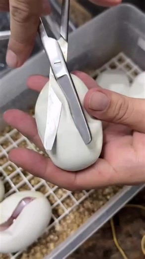 🐍🐍🐍Snake Egg🐍🐍🐍 #snake #lover #ballb #python #love #snakes #royalpythons #morph