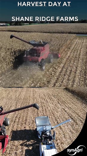 🌽🚜 Corn harvest day vibes! Great results from the Dekalb test plot at Shane Ridge Farms in Crysler, Ontario. Always great working with growers who push for success — thanks to Shane Ridge Farms and the team for their dedication and partnership! | Synagri