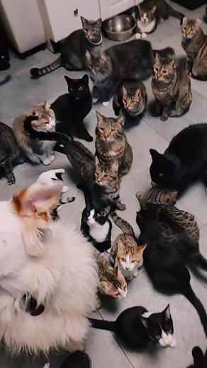 Intense Meowing and Aggressive Cat Sounds Compilation