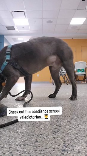 🤓 Meet Busta Rhymes, the smartest good boy that ever existed. 🤓 This two year old mixed breed joined the shelter in the middle of September and is a behavior king when treats are involved! Who wants to teach this champ some cool tricks?! #PositiveReinforcement #PetAdoption #DogLover #DogRescue #AdoptDontshop #WilliamsburgVA #RescueDogsRock #LookingForAHome #AdoptMePets #757adoptabledogs | Heritage Humane Society