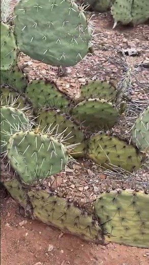 A beautiful prickly pear #arizona #mysterious #cactus ￼ #hiking
