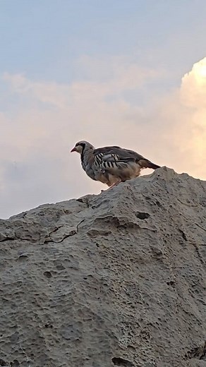 Chukar Partridge Standing on a Rock — A Stunning View #birdslover #nature #pets #viral | Birds Lover