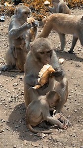Monkey Eats Banana #monkey #monkeys #monkeyeatfruit | Animal Moments24