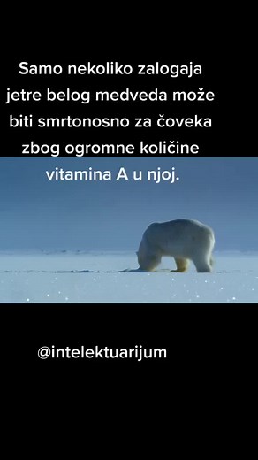 Intelektuarijum on TikTok