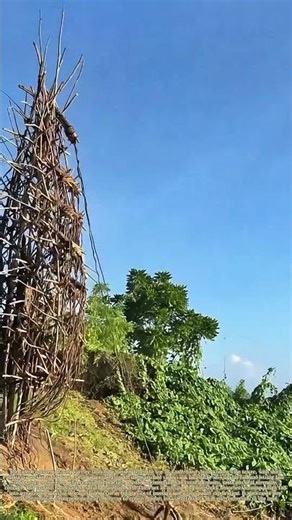 Launching From a Vine Tower: How Elastic Vines Slow a High Jump to Safe Landing