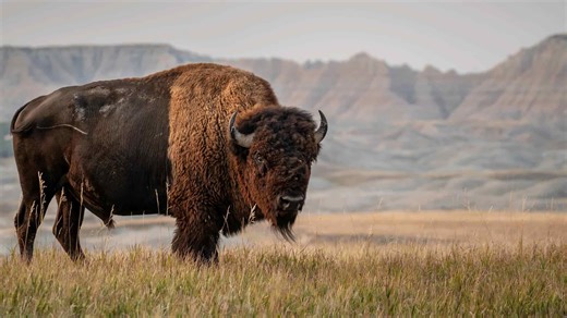 The U.S. States With the Highest Populations of American Bison