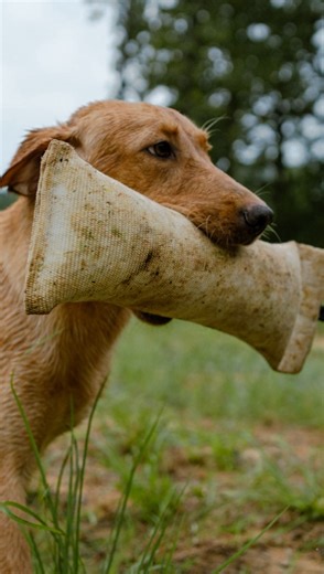 The DIY Duck Dog Success Video Series is available now! This series breaks down duck dog training in plain easy-to-understand terms- cutting through the confusion and jumbled information out there. Click the link in our story to sign up and start watching the series now. | Cornerstone Gundog Academy