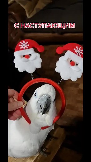 White Cockatoo Celebrates Christmas with Fun Activities