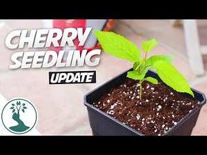 Cherry Seedlings Repotting AWESOME GROWTH!