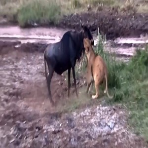 993K views · 213 shares | Wildebeest Crossed River And Was Attacked By Lion - Animals Secret | Animals Secret | Facebook