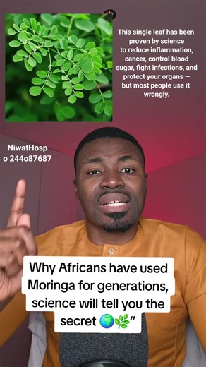 Moringa's Health Benefits Explained: The Miracle Tree