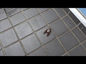 セミファイナル 蝉ファイナル