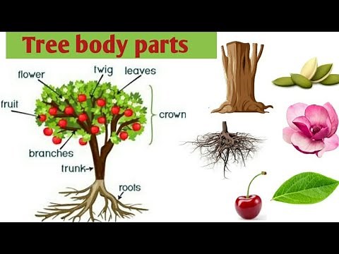Tree body parts in english | parts of the tree | Tree parts for kids |