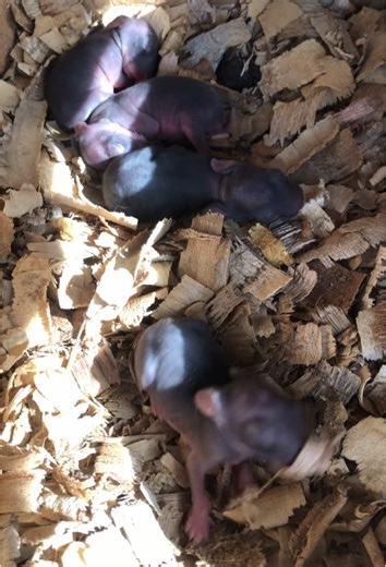 Another rabbit just blessed us with 4 kits! But mama rabbit is a little scared — she’s hiding on the roof. Farm life is full of surprises! #RabbitFarming #FarmLife #MiaFarms #babyrabbits