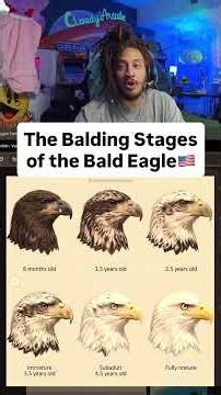 Did You Know Bald Eagles Start Out COMPLETELY BROWN? 👀🇺🇸