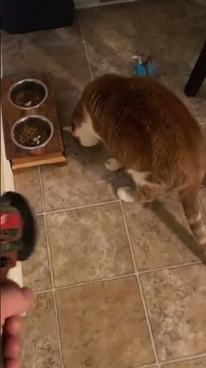 Scared Cats 😹 | Funny Cat Reactions You Can’t Stop Watching