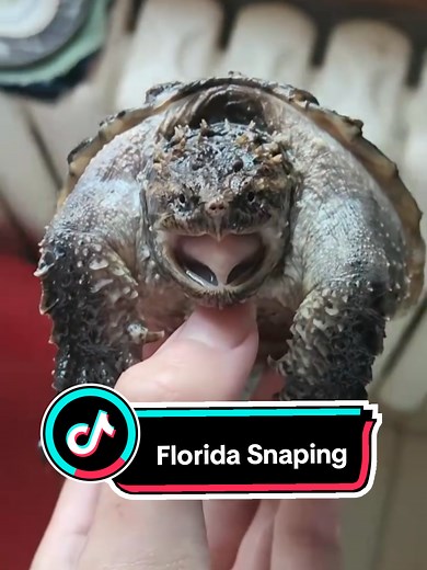 Florida Snapping Turtle Encounter Caught on Camera