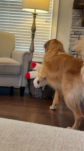 His love for Lamb Chop easily overcomes his fear for baskets 😂 | Aguyandagolden
