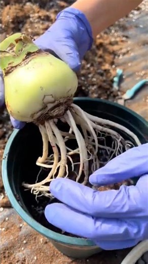 How to Grow Amaryllis in Pots #farming ‪@HappyFarm85‬