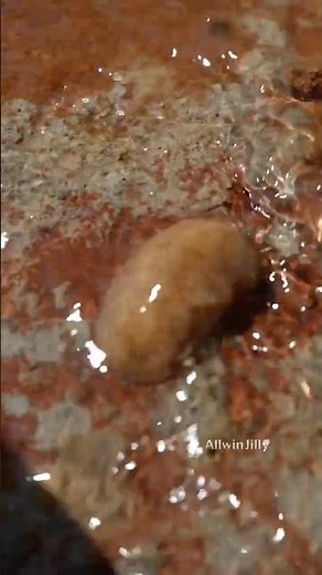 The metamorphosis that came to earth🐌 Slug | Leaf Snail without a shell | Leaf Snail #villagelife...