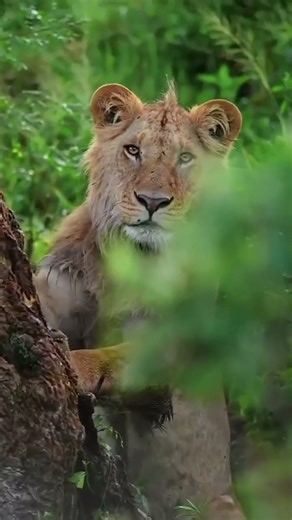 beutiful creatures Amazon ✨