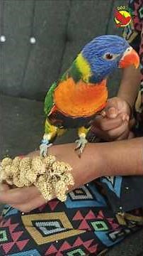The Noisy, Colorful Life of Rainbow Lorikeets