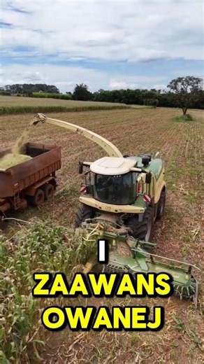 Kukurydza na kiszonkę z Krone #short #shorts #rolnictwo #agriculture #kombajn #harvest
