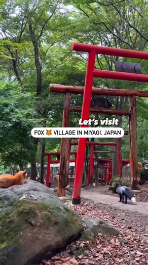 John on Instagram: "The foxes of Miyagi look cute but the forest they live in has a deeper story Zao Fox Village is home to more than one hundred free roaming foxes and the entire place feels like a little pocket of folklore brought to life ⛩️🇯🇵✈️ One thing most people do not know is that foxes in Japan are tied to centuries of mythology. They are believed to be messengers of Inari and ancient farmers once left offerings to protect their rice fields. In winter the foxes here grow an incredibly