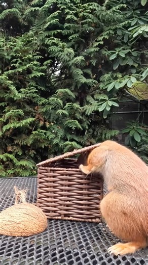What’s in the basket! 🐿️ #squirrelwatching