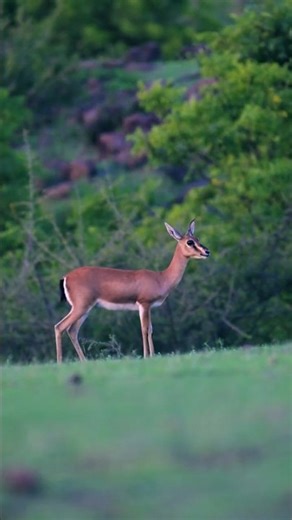 Incredible Wildlife of India 🇮🇳🦁 #photography #shorts #documentary